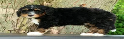Mini Bernedoodle dogs for sale: Rocket - Ad 5