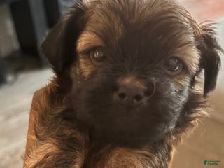 Mixed Breed dogs Baby chocolate - Ad 13
