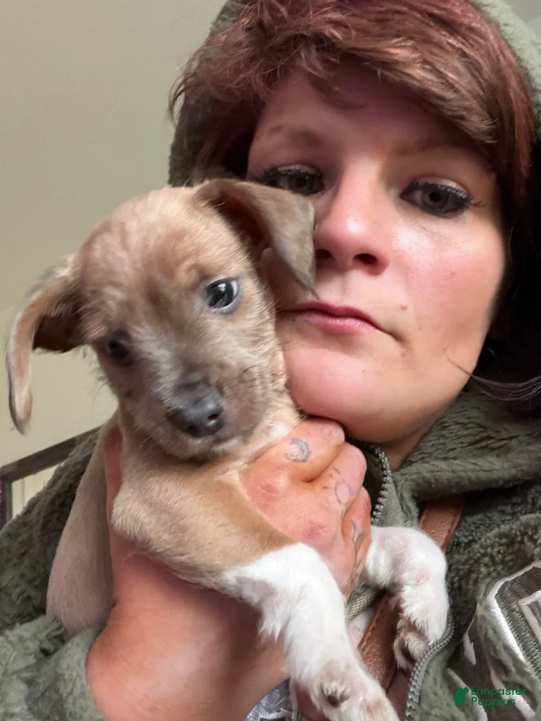 Jack Chi dogs for sale: Jack Chi Puppy 1 - Ad 1