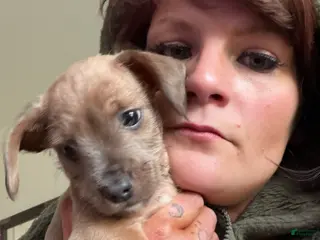 Jack Chi dogs Jack Chi Puppy 1 - Ad 1