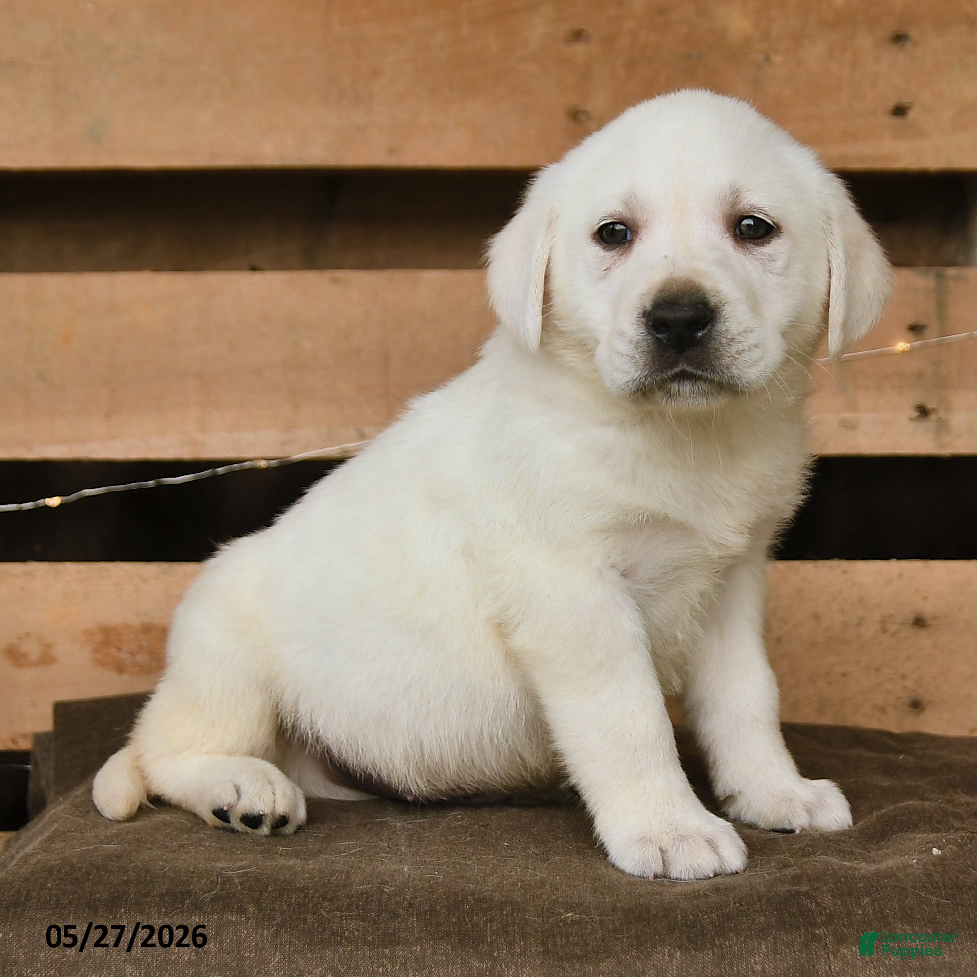 Labrador Retriever dogs Fiona - Ad 2