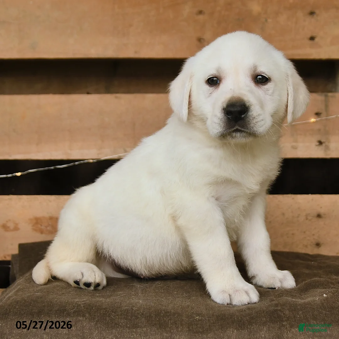 Labrador Retriever dogs for sale: Fiona - Ad 2