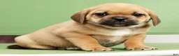 Puggle dogs for sale: Charlie - Ad 6
