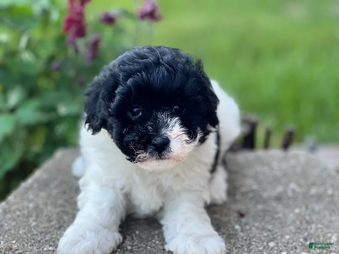 Havapoo dogs for sale: Freddy - Ad 1