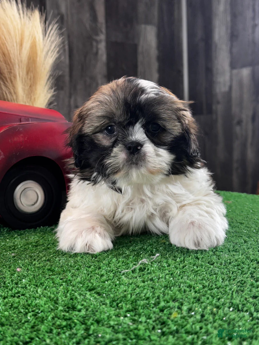 Shih Tzu dogs for sale: Saturn 🪐  - Ad 6