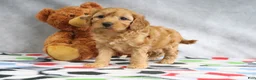 Mini Goldendoodle dogs for sale: Annie - Ad 2