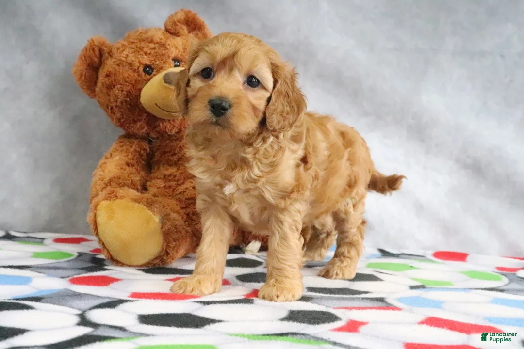 Mini Goldendoodle dogs for sale: Annie - Ad 2