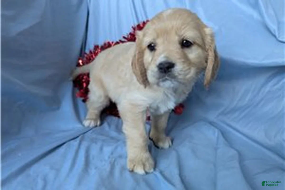 Mixed Breed dogs for sale: Ginger - Ad 4