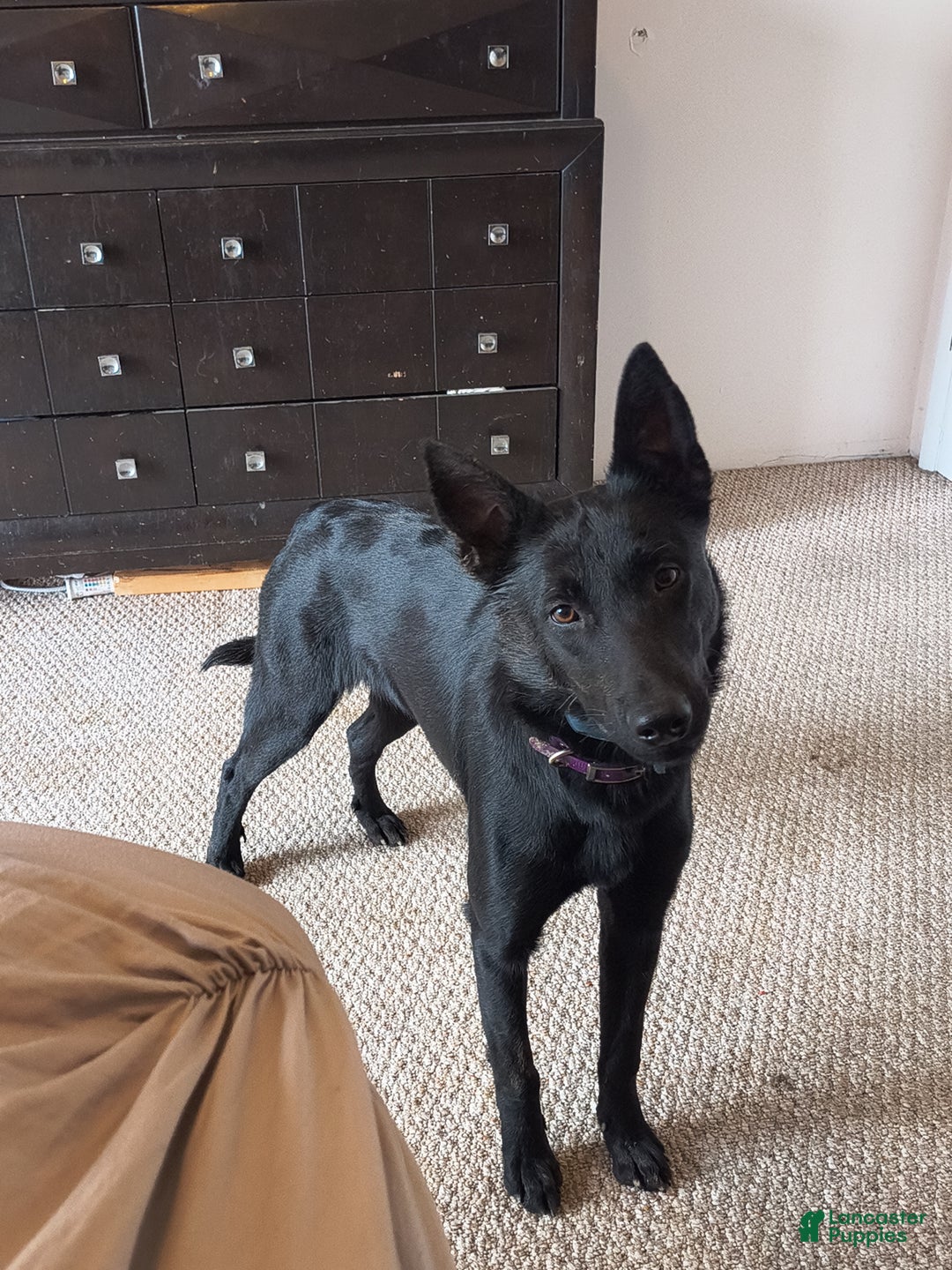 Belgian Malinois dogs for sale: Katie - Ad 4