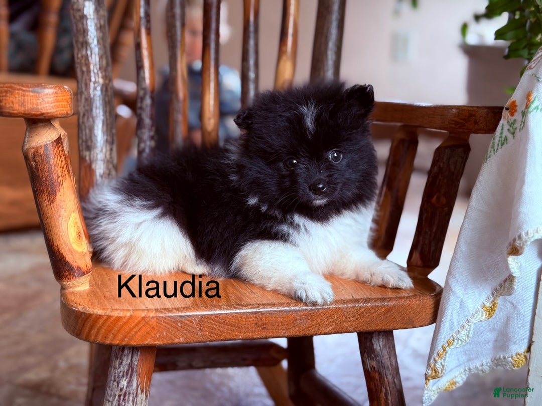 Pomeranian dogs for sale: Klaudia  - Ad 1