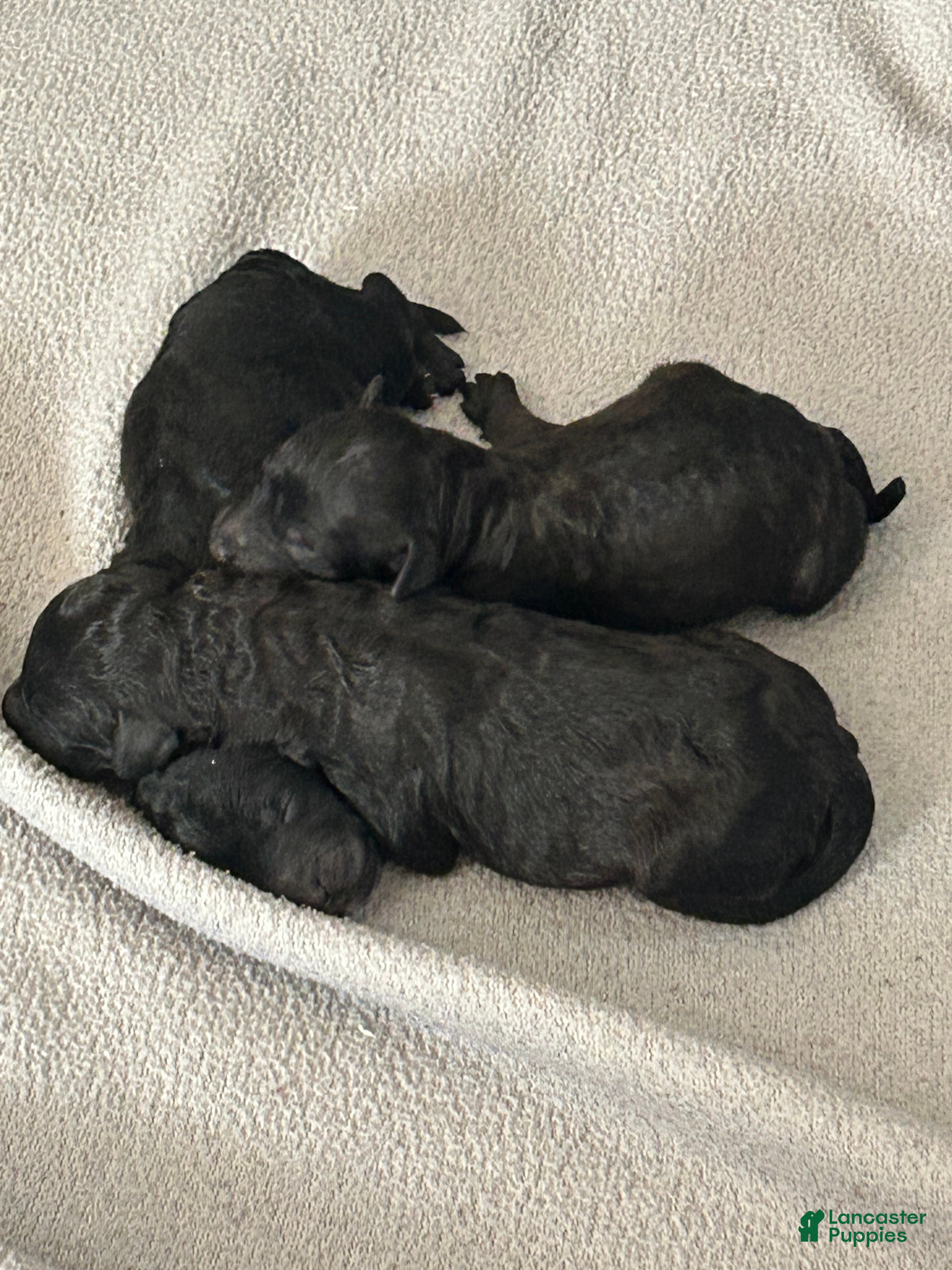 Miniature Poodle dogs Miniature Poodle 2 - Ad 37