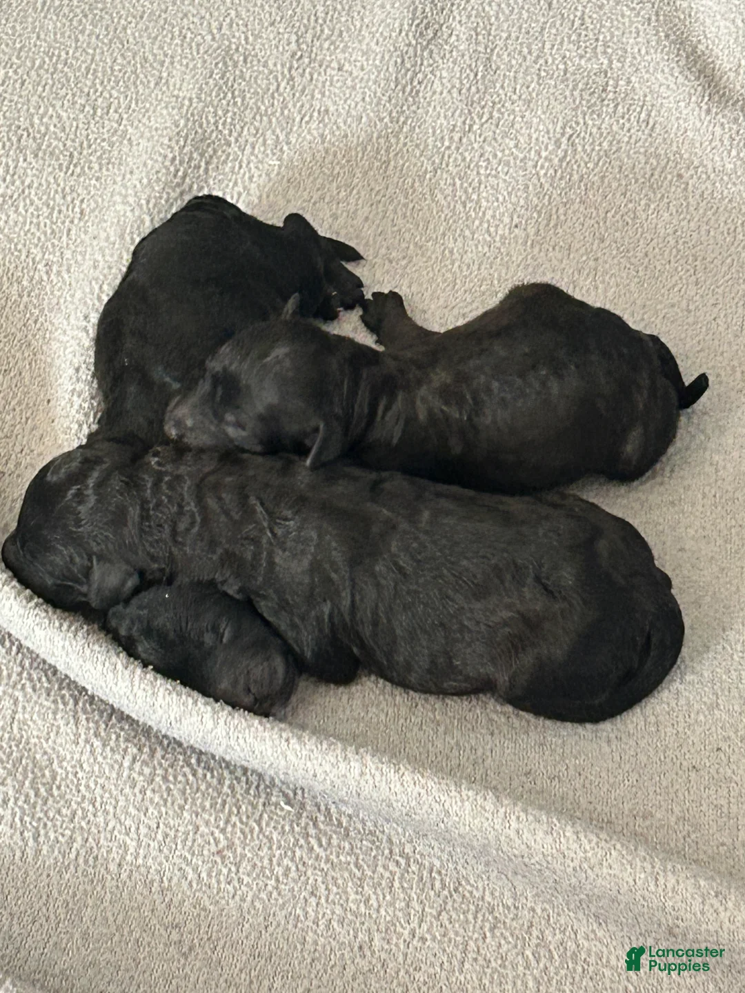 Miniature Poodle dogs for sale: Miniature Poodle 2 - Ad 1