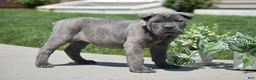 Cane Corso dogs for sale: Clara - Ad 6