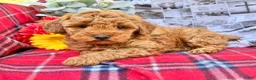 Miniature Poodle dogs for sale: Muddypaws - Ad 3