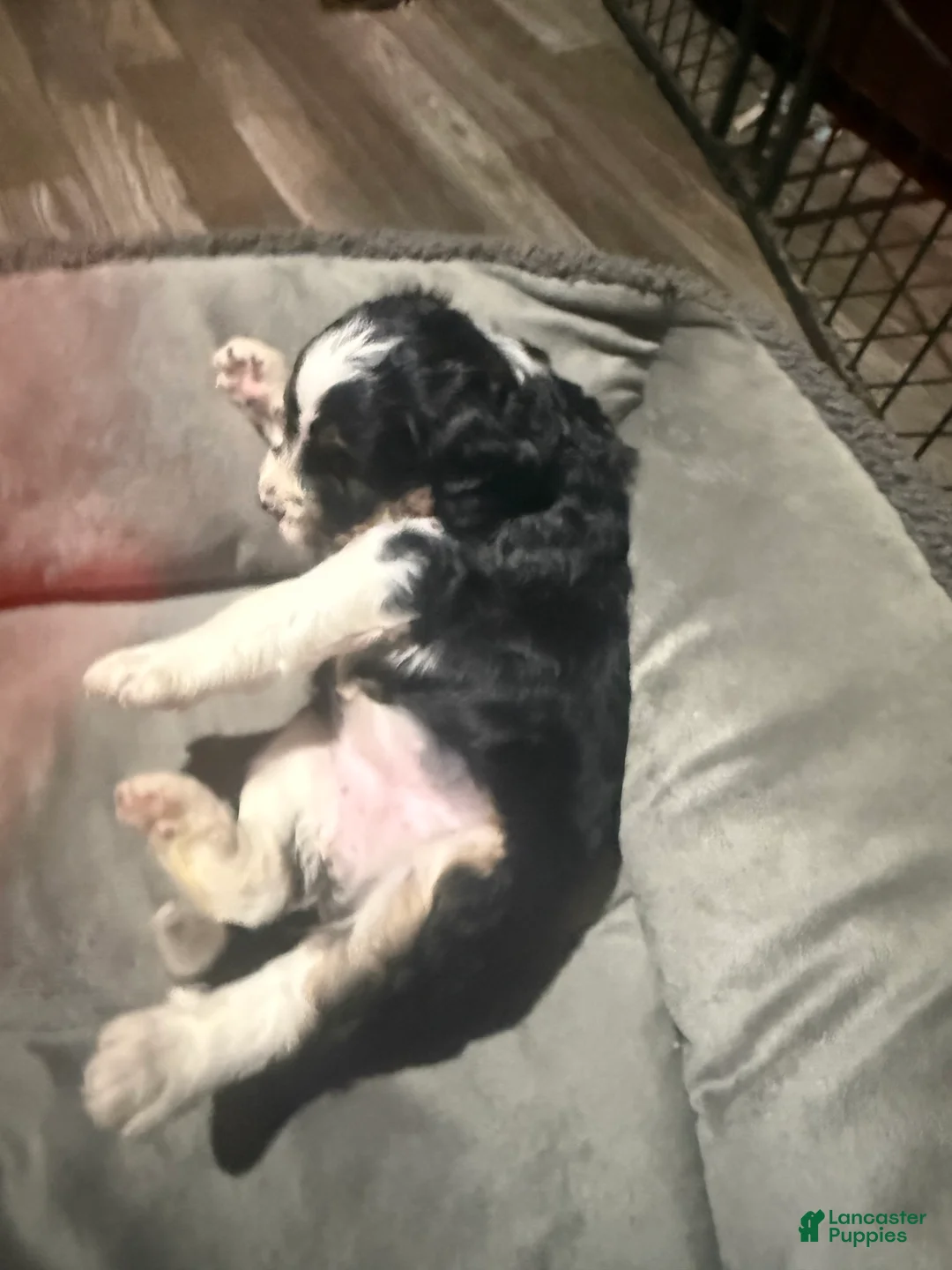Mini Bernedoodle dogs for sale: Mini Bernedoodle Princess - Ad 2