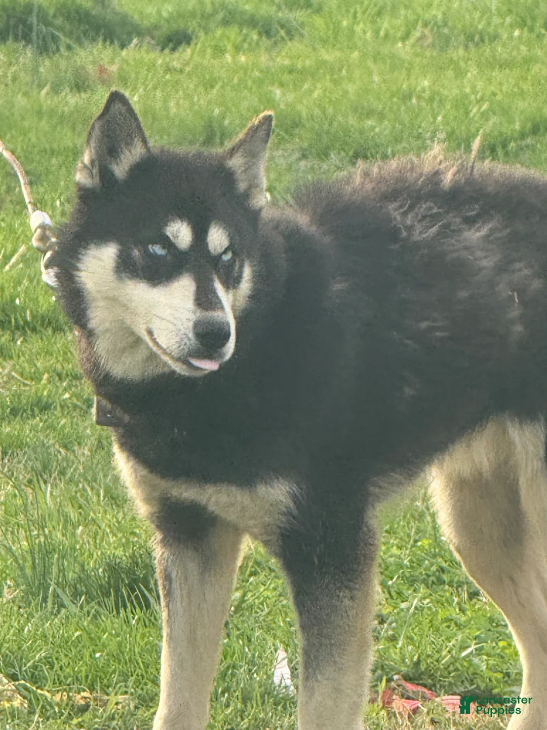 Siberian Husky dogs for sale: Daisy - Ad 2