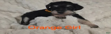 Schnoodle 3