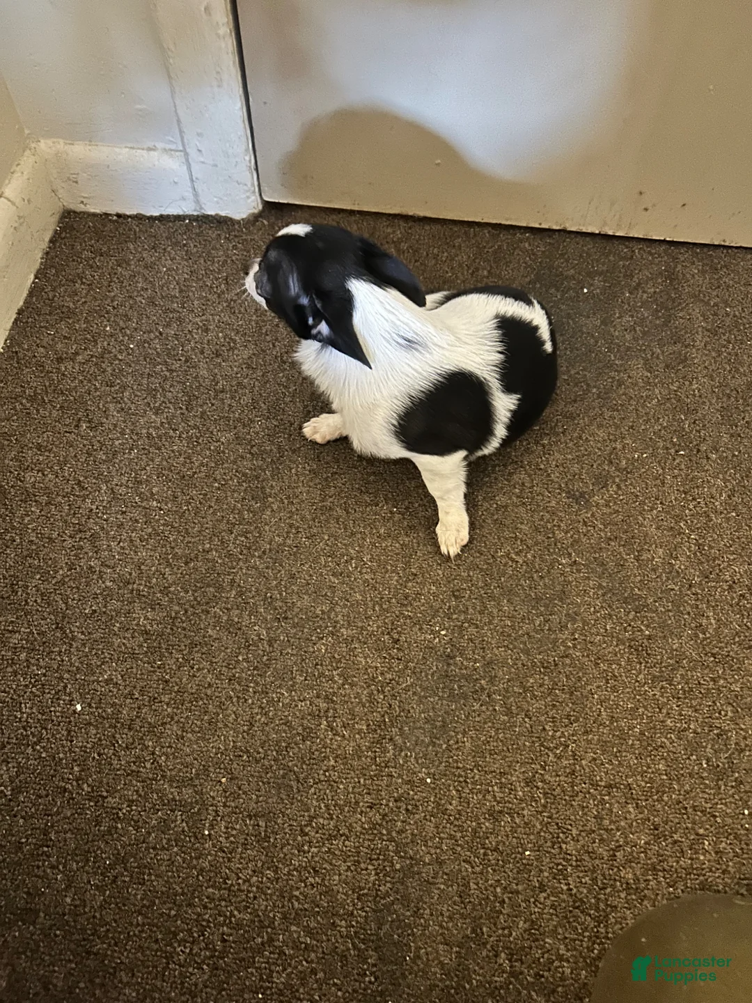 Chihuahua dogs for sale: Sky - Ad 7