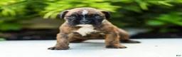 Boxer dogs for sale: Lori Boxer Puppy  - Ad 16