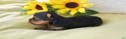 Yorkshire Terrier dogs for sale: Yorkshire Terrier 4 - Ad 5