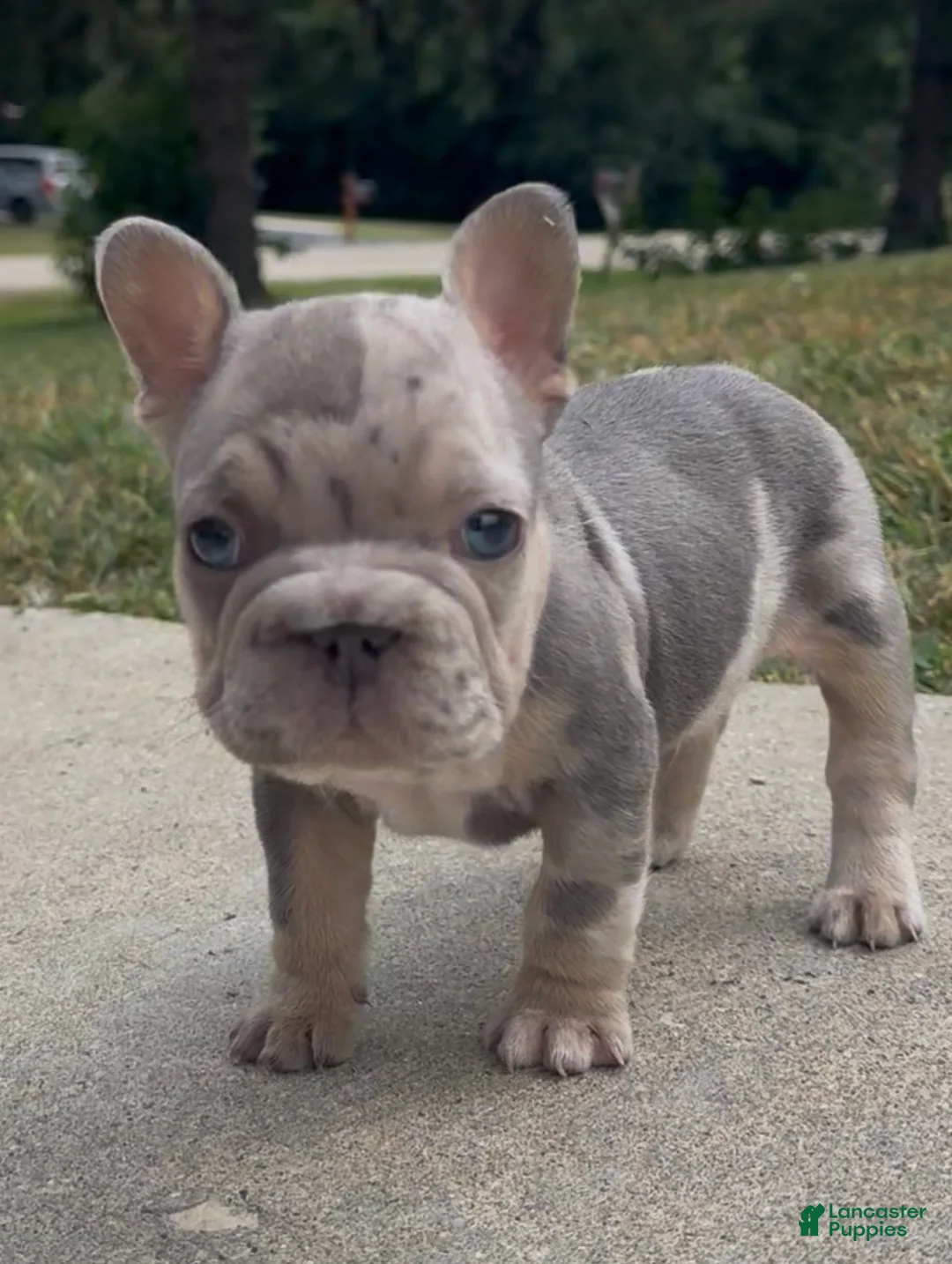 French Bulldog dogs for sale: Merlin (male) - Ad 1