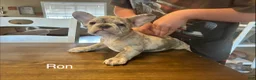 French Bulldog dogs for sale: Ron - Ad 6