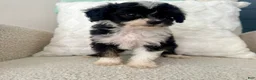 Mini Aussiedoodle dogs for sale: Garth - Ad 2