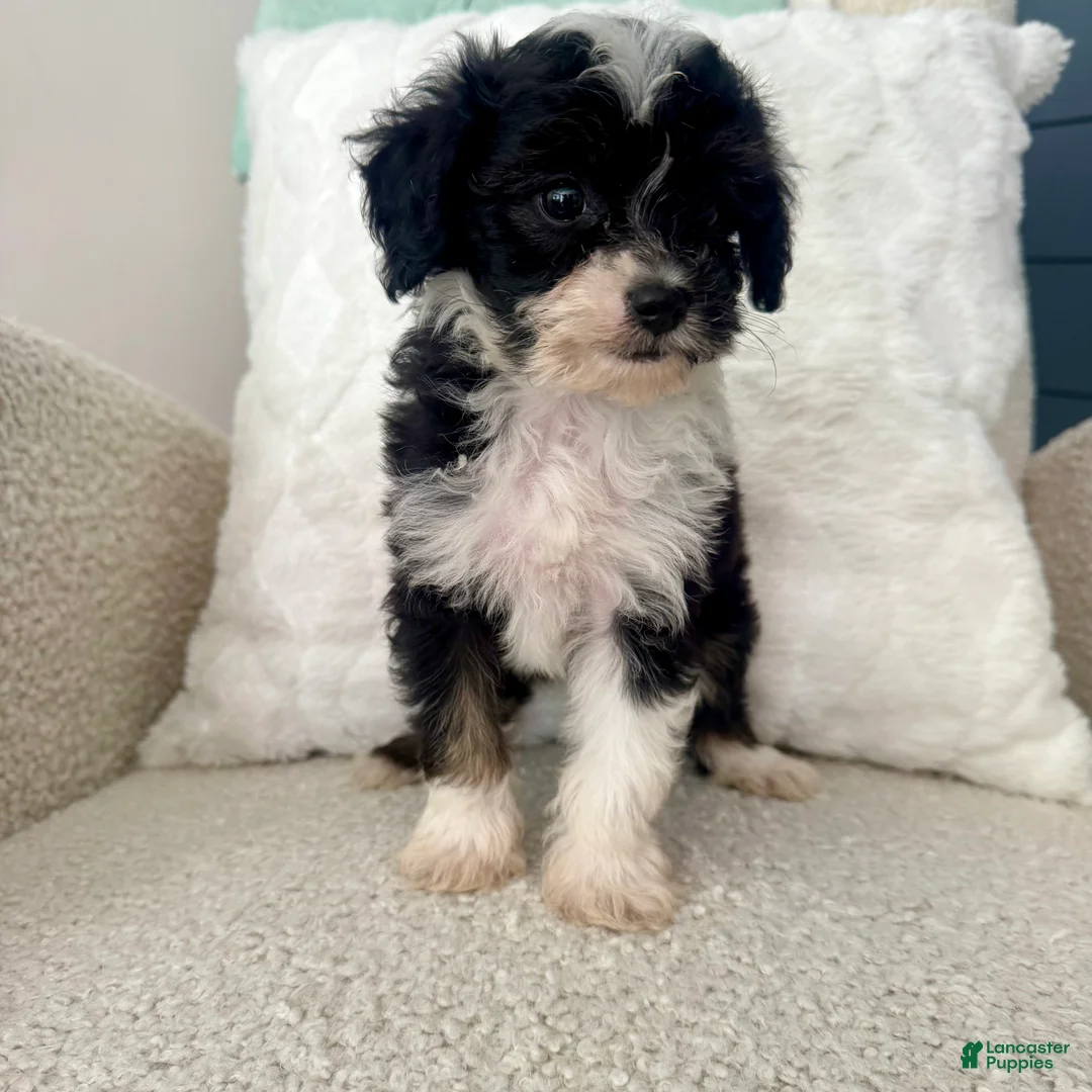 Mini Aussiedoodle dogs for sale: Garth - Ad 2