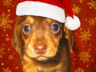 Dachshund dogs Dachshund Puppy 1 - Ad 39