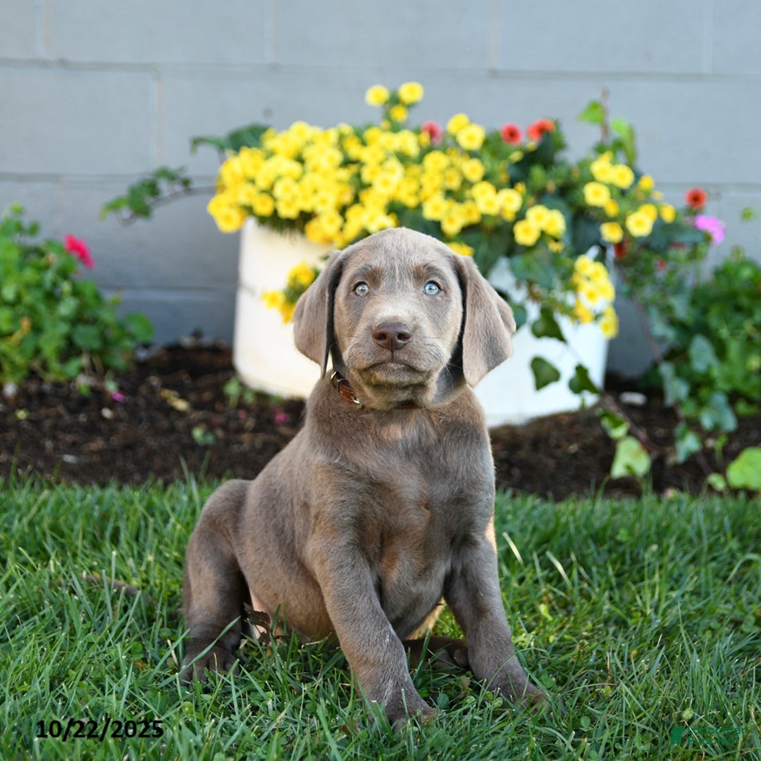 Female Silver Lab Puppies Labrador Retriever Puppies For Sale In