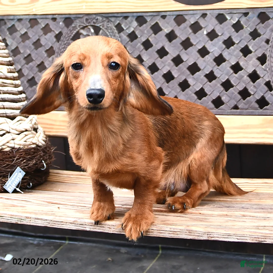 Miniature Dachshund dogs for sale: Clover - Ad 6