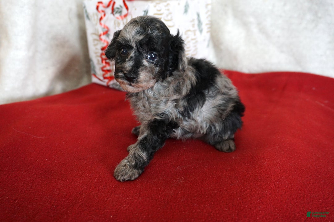 Toy Poodle dogs for sale: Lilly - Ad 2