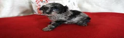 Toy Poodle dogs for sale: Lilly - Ad 11