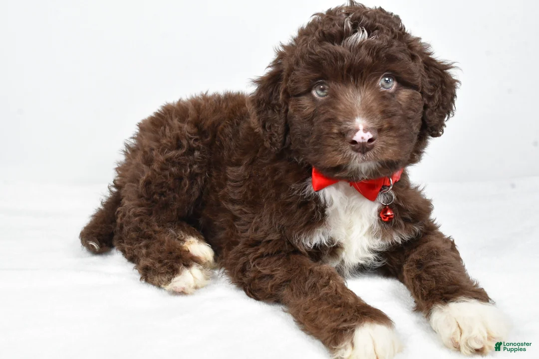 Mini Aussiedoodle dogs for sale: Shadow - Ad 7