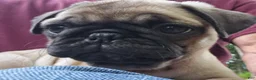 Pug dogs for sale: Bo - Ad 3