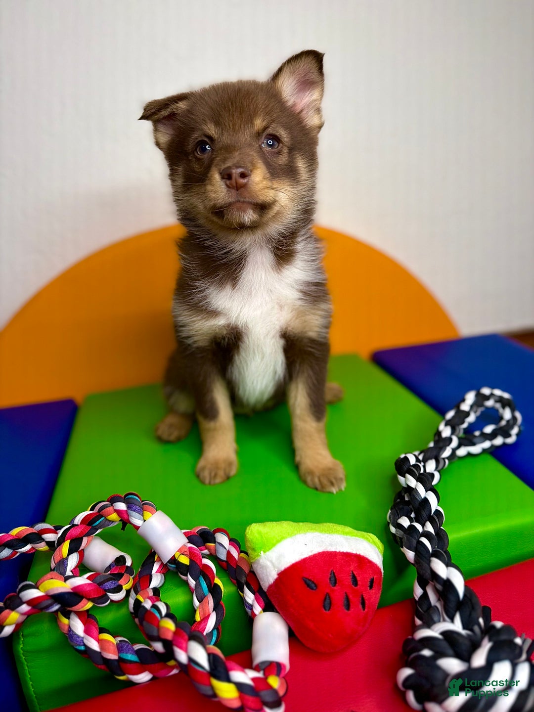 Pomsky dogs for sale: Dotty - Ad 3