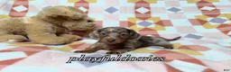 Miniature Dachshund dogs for sale: AKC Isabella Dapple Long Haired Female  - Ad 10