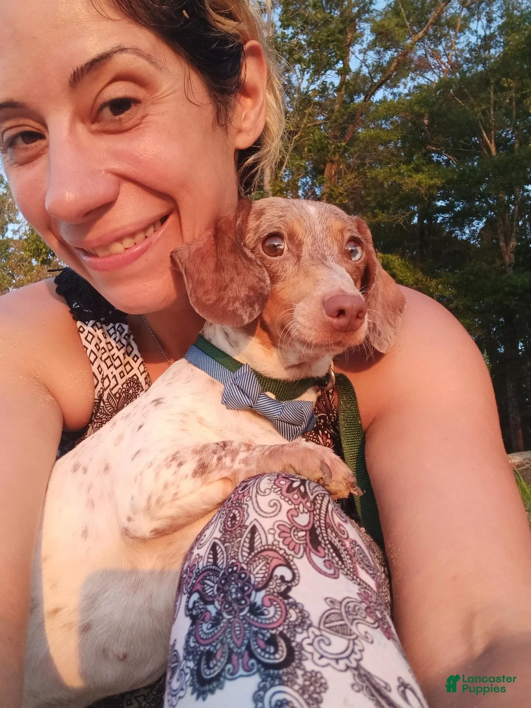 Miniature Dachshund dogs for sale: Poppyseed  - Ad 19