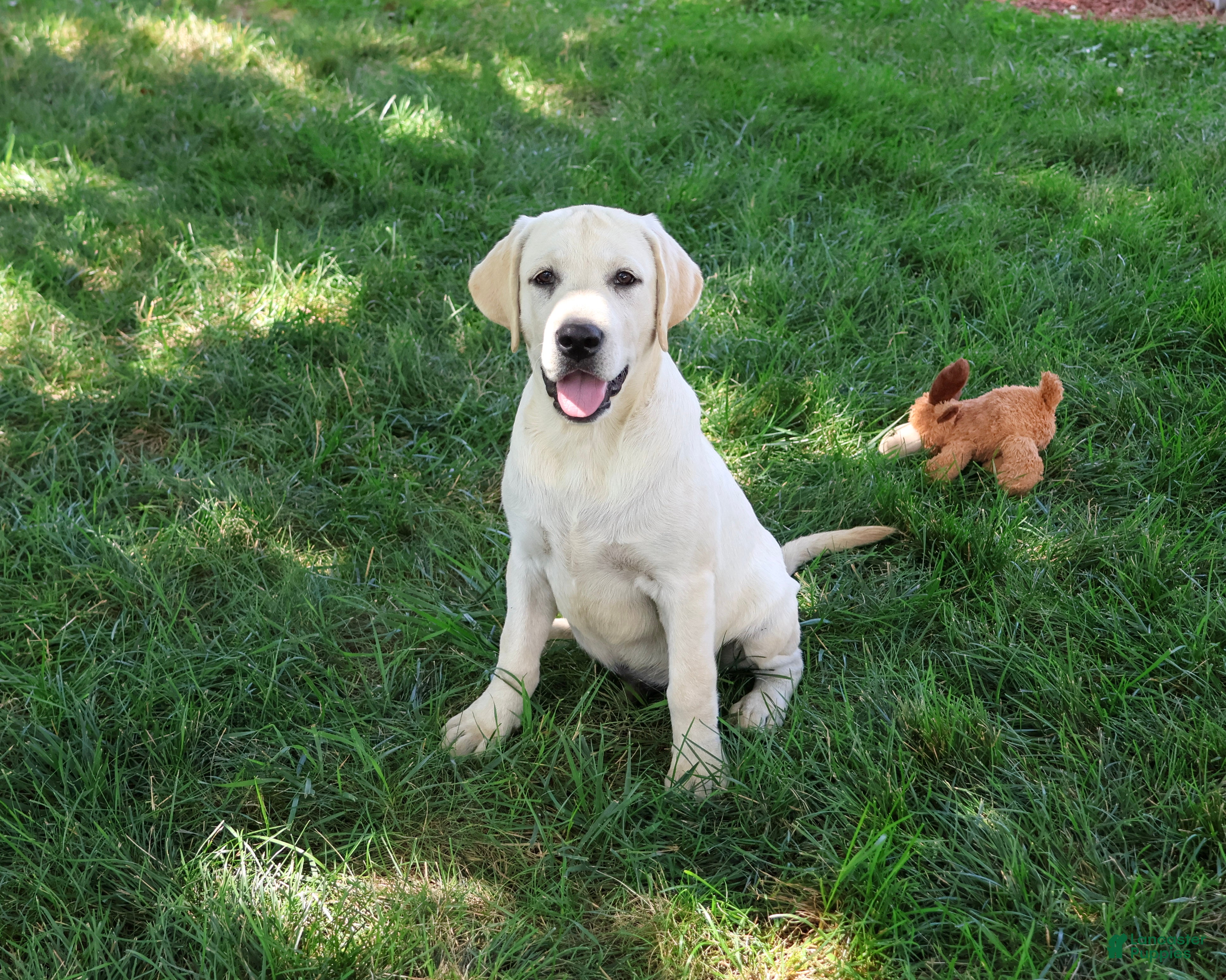 Labrador Retriever dogs Phineas - Ad 1