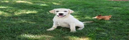 Labrador Retriever dogs for sale: Phineas - Ad 1