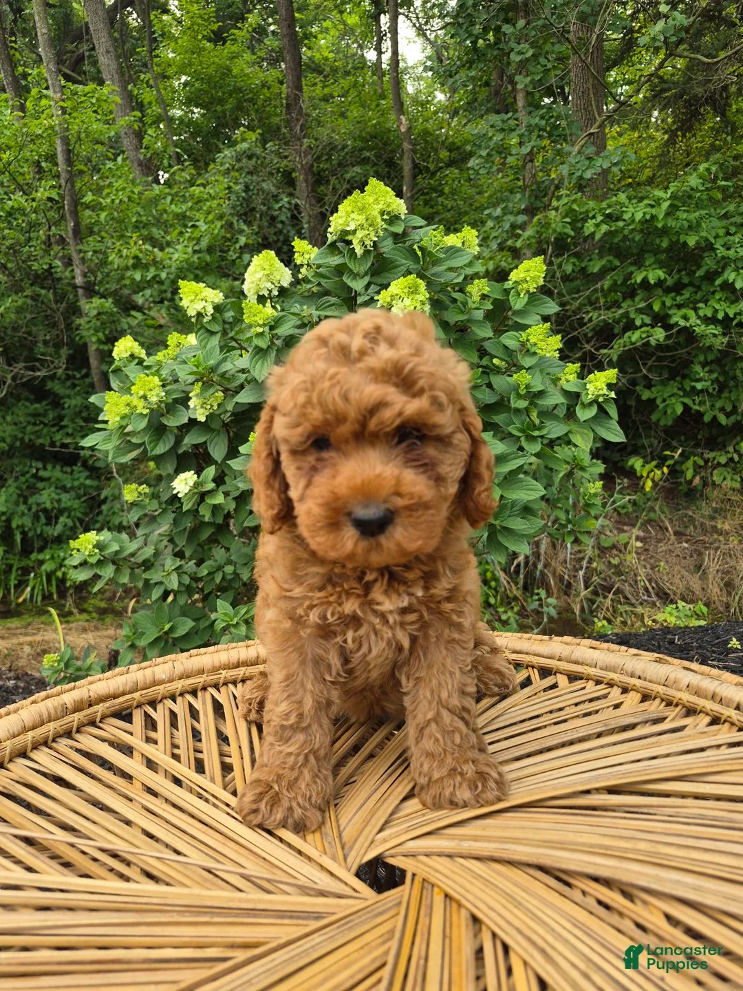 Mini Goldendoodle dogs for sale: Mila - Ad 1