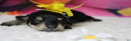 Schnoodle dogs for sale: Rose - Ad 6