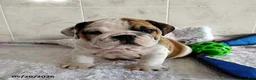 English Bulldog dogs for sale: Rusty - Ad 2