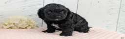 Cavapoo dogs for sale: Zion - Ad 9