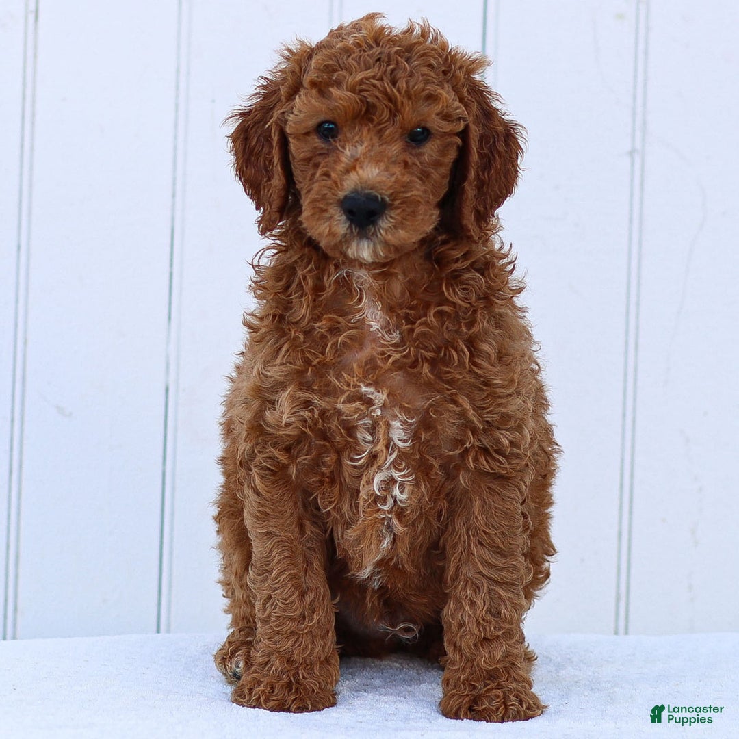 Standard Poodle dogs for sale: Ronnie - Ad 11