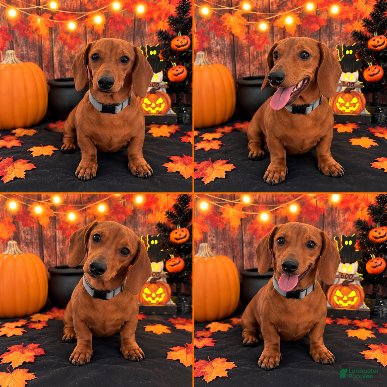 Miniature Dachshund dogs Miniature Dachshund 1 - Ad 31