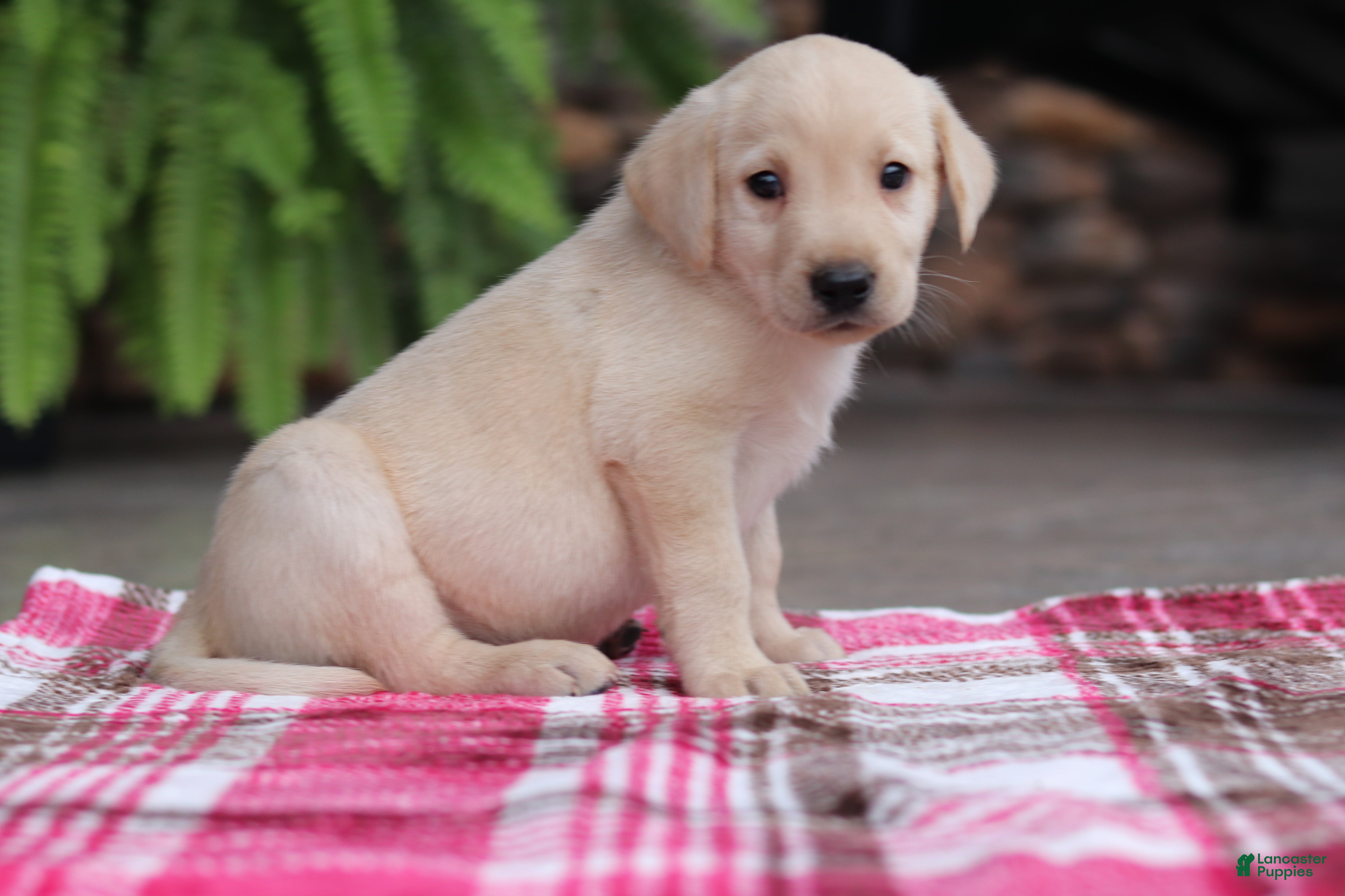 Labrador Retriever dogs Scout - Ad 2