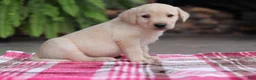 Labrador Retriever dogs for sale: Scout - Ad 2