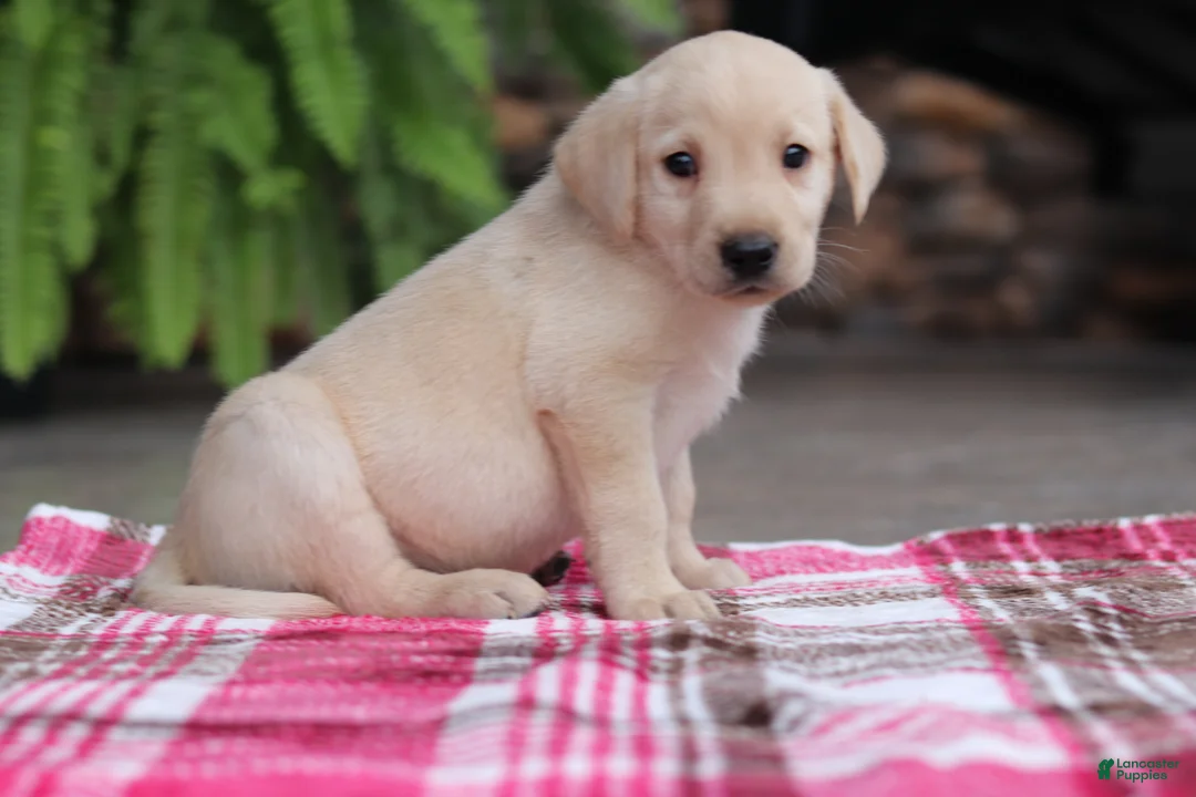 Labrador Retriever dogs for sale: Scout - Ad 2
