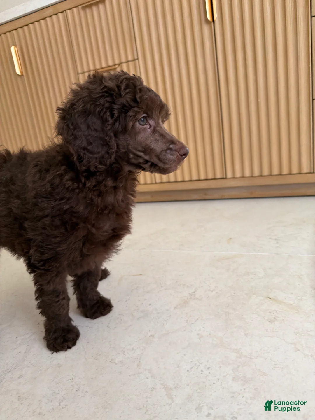 Miniature Poodle dogs for sale: Robin  - Ad 1